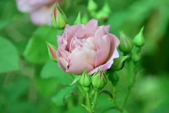 Floribundaros 'Koko Loko Wekbijou' Barrotad