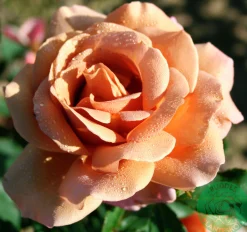 Floribundaros 'Koko Loko Wekbijou' Barrotad