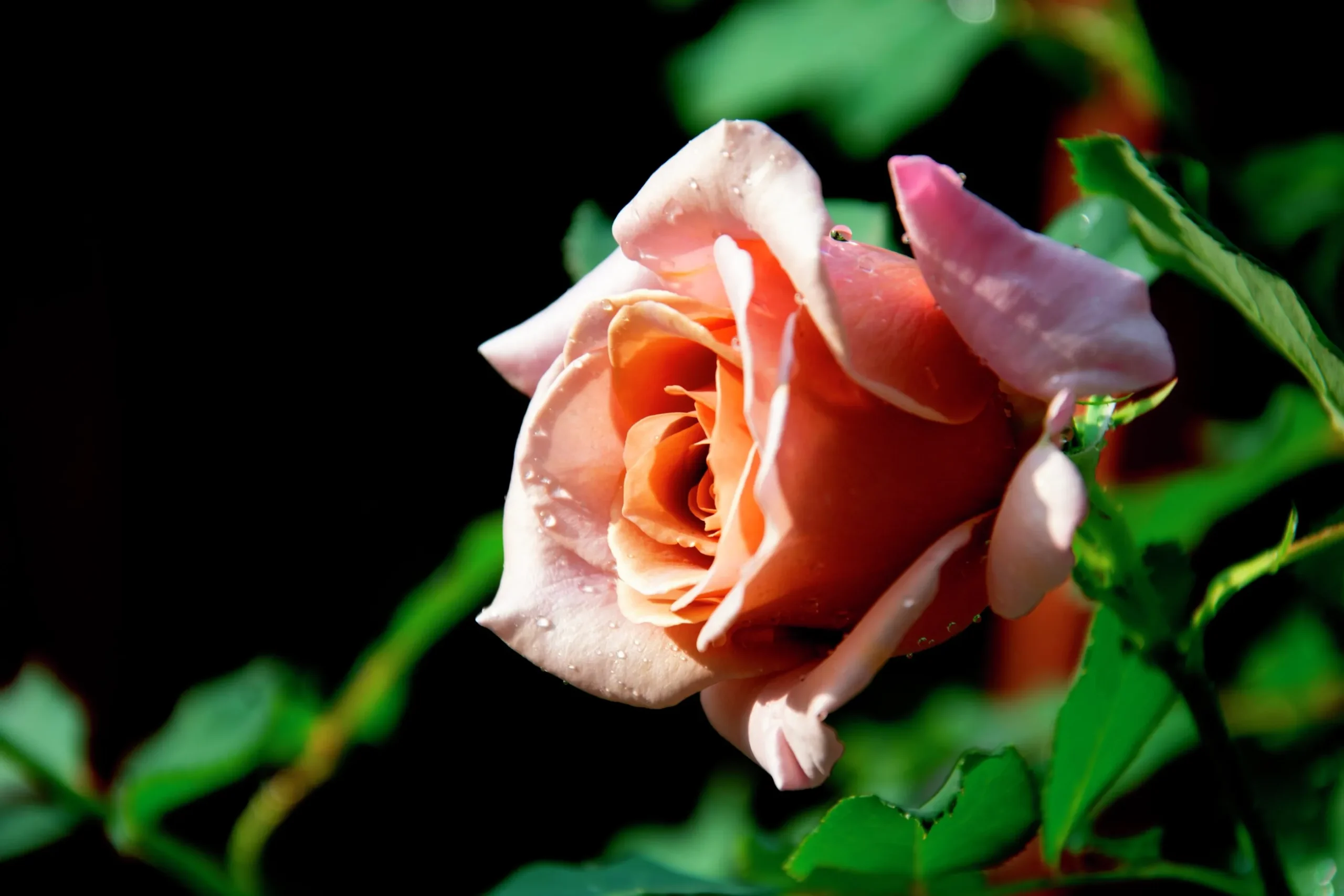 Floribundaros 'Koko Loko Wekbijou' Barrotad