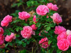 Floribundaros 'Leonardo da Vinci' 'Meideauri' Barrotad