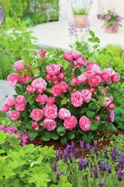 Floribundaros 'Leonardo da Vinci' 'Meideauri' Barrotad