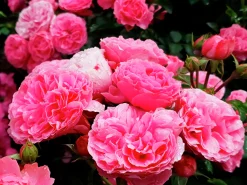 Floribundaros 'Leonardo da Vinci' 'Meideauri' Barrotad