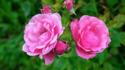 Floribundaros 'Sofiero' 'Poulsak' Barrotad