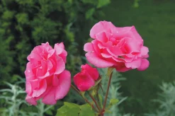 Floribundaros 'Sofiero' 'Poulsak' Barrotad