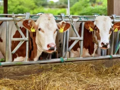 Flugfälla Swissinno med bete Blå