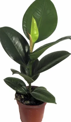 Fönsterfikus lat. Ficus elastica 'Robusta'