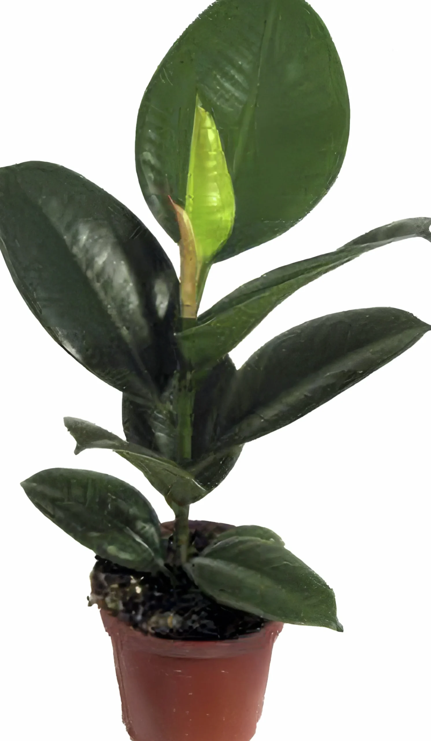 Fönsterfikus lat. Ficus elastica 'Robusta'