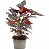Forellbegonia Spotlight 12cm