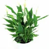Fredskalla lat. Spathiphyllum wallisii 'Sweet Silvio'