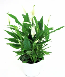 Fredskalla lat. Spathiphyllum wallisii 'Sweet Silvio'
