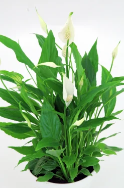 Fredskalla lat. Spathiphyllum wallisii 'Sweet Silvio'