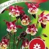 Fröer Nelson Garden Akleja Winky Double Red White