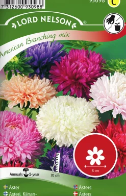 Fröer Nelson Garden Aster Busk Amerikansk
