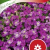 Fröer Nelson Garden Aubrietia Red Cascade