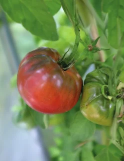 Fröer Nelson Garden Bifftomat Noire de Crimee Hög