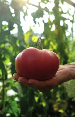 Fröer Nelson Garden Bifftomat Gigantomo F1 Hög