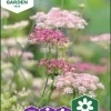Fröer Nelson Garden Blomstermorot Dara
