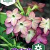 Fröer Nelson Garden Blomstertobak Avalon Lime/Purple F1