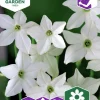 Fröer Nelson Garden Blomstertobak Stor Grandiflora Vit