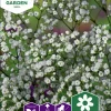 Fröer Nelson Garden Brudslöja Enkel Vit