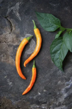 Fröer Nelson Garden Chilipeppar Kilián Orange
