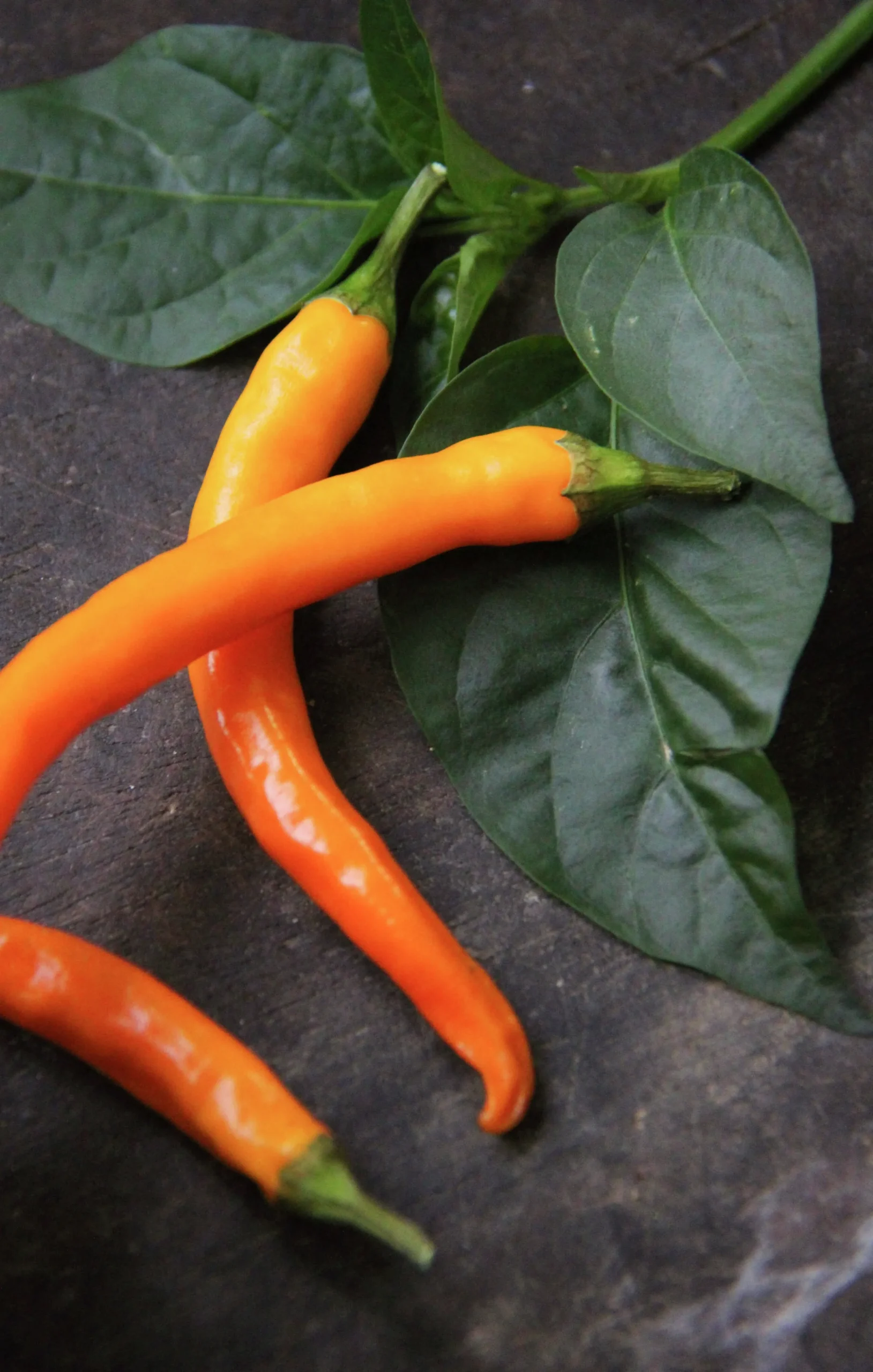 Fröer Nelson Garden Chilipeppar Kilián Orange