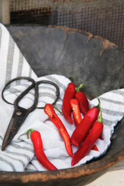 Fröer Nelson Garden Chilipeppar Hyper F1