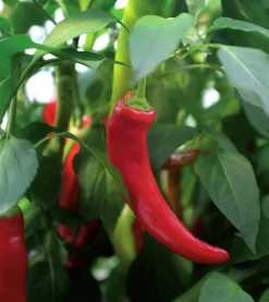Fröer Nelson Garden Chilipeppar Hyper F1
