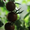 Fröer Nelson Garden Cocktailtomat Black Cherry Hög Organic