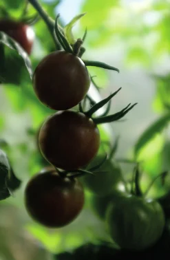 Fröer Nelson Garden Cocktailtomat Black Cherry Hög Organic