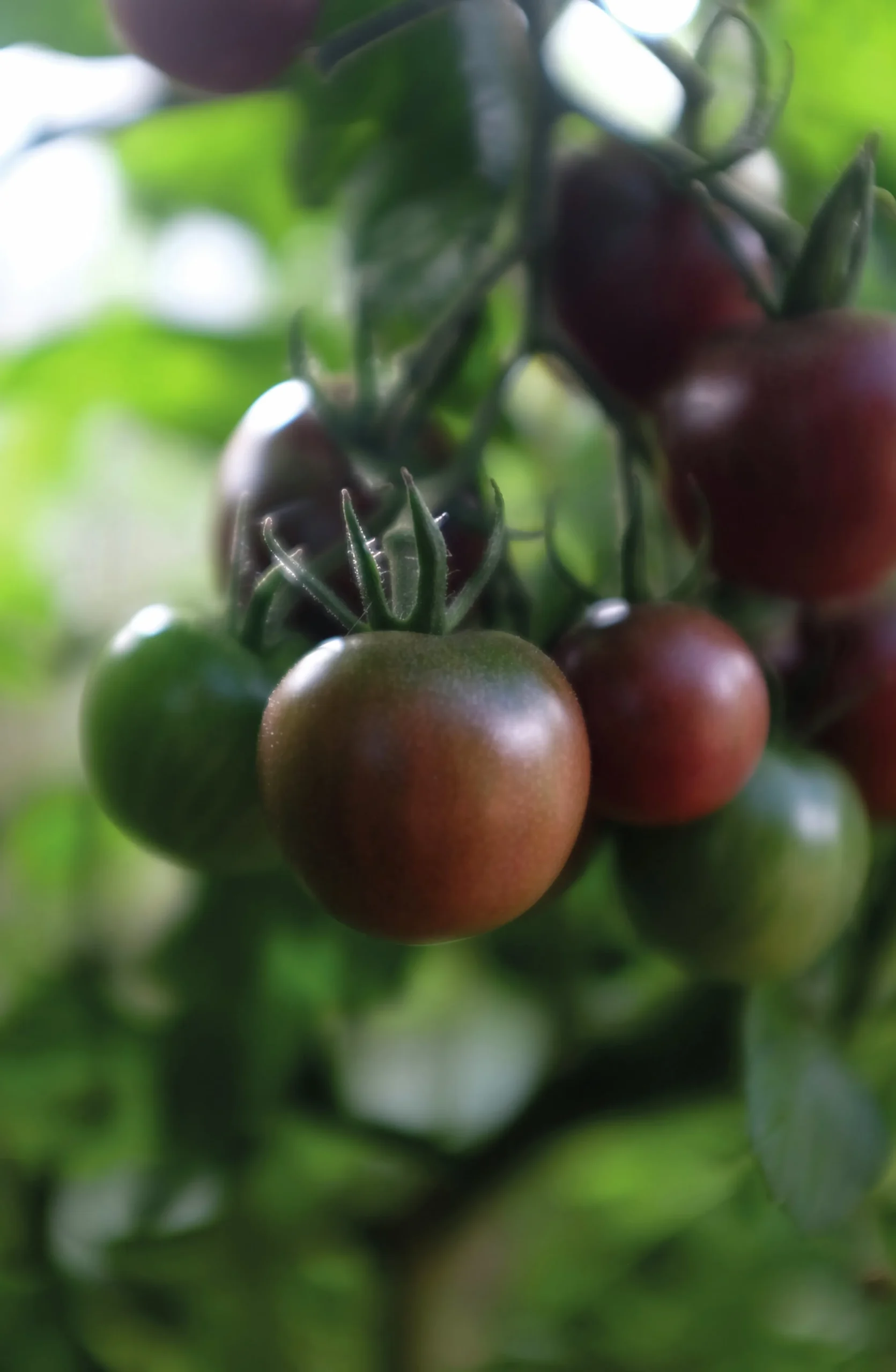 Fröer Nelson Garden Cocktailtomat Black Cherry Hög Organic