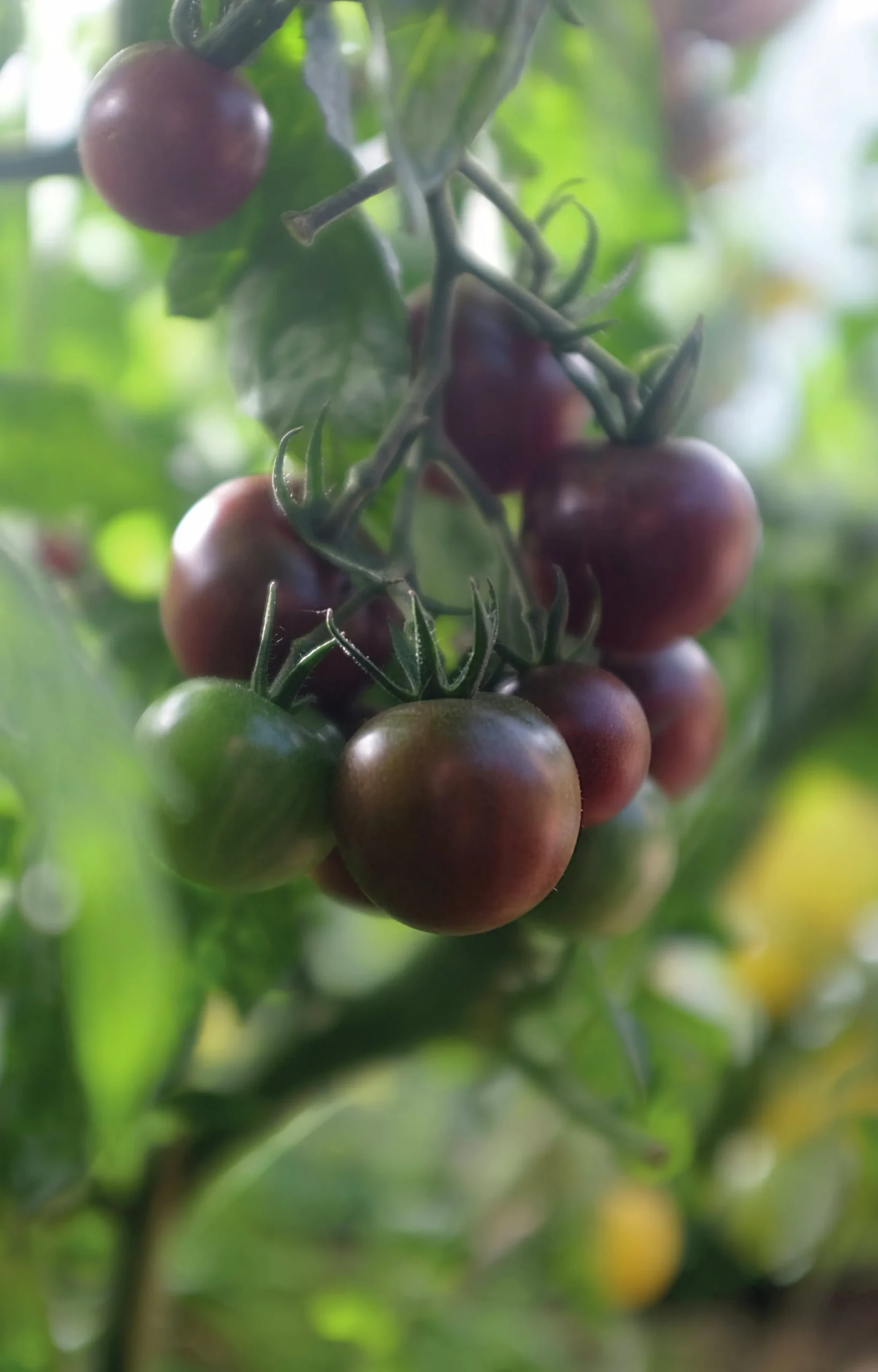 Fröer Nelson Garden Cocktailtomat Black Cherry Hög Organic