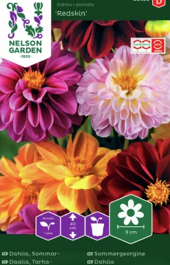 Fröer Nelson Garden Dahlia Sommar Redskin