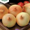 Fröer Nelson Garden Gul lök Stuttgarter Riesen