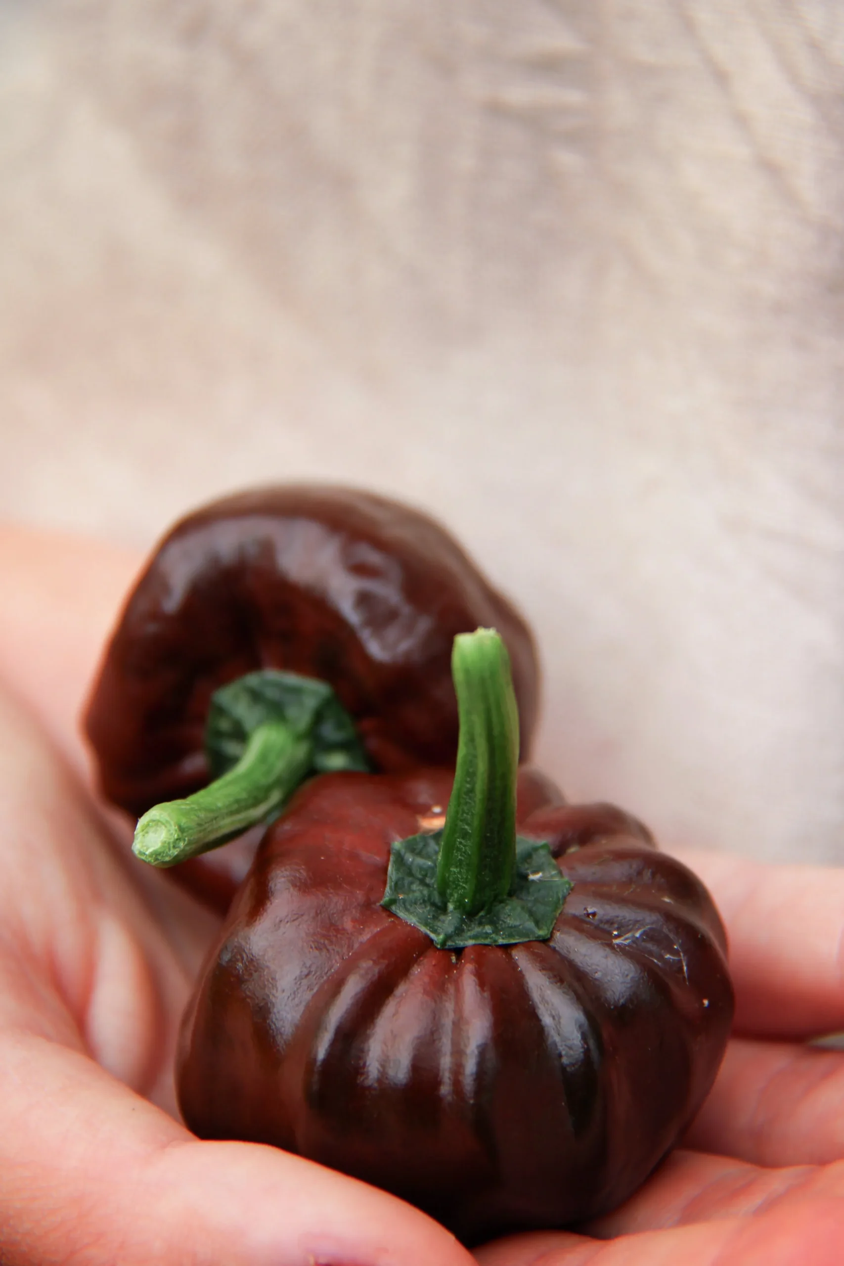 Fröer Nelson Garden Havannapeppar Habanero Brun