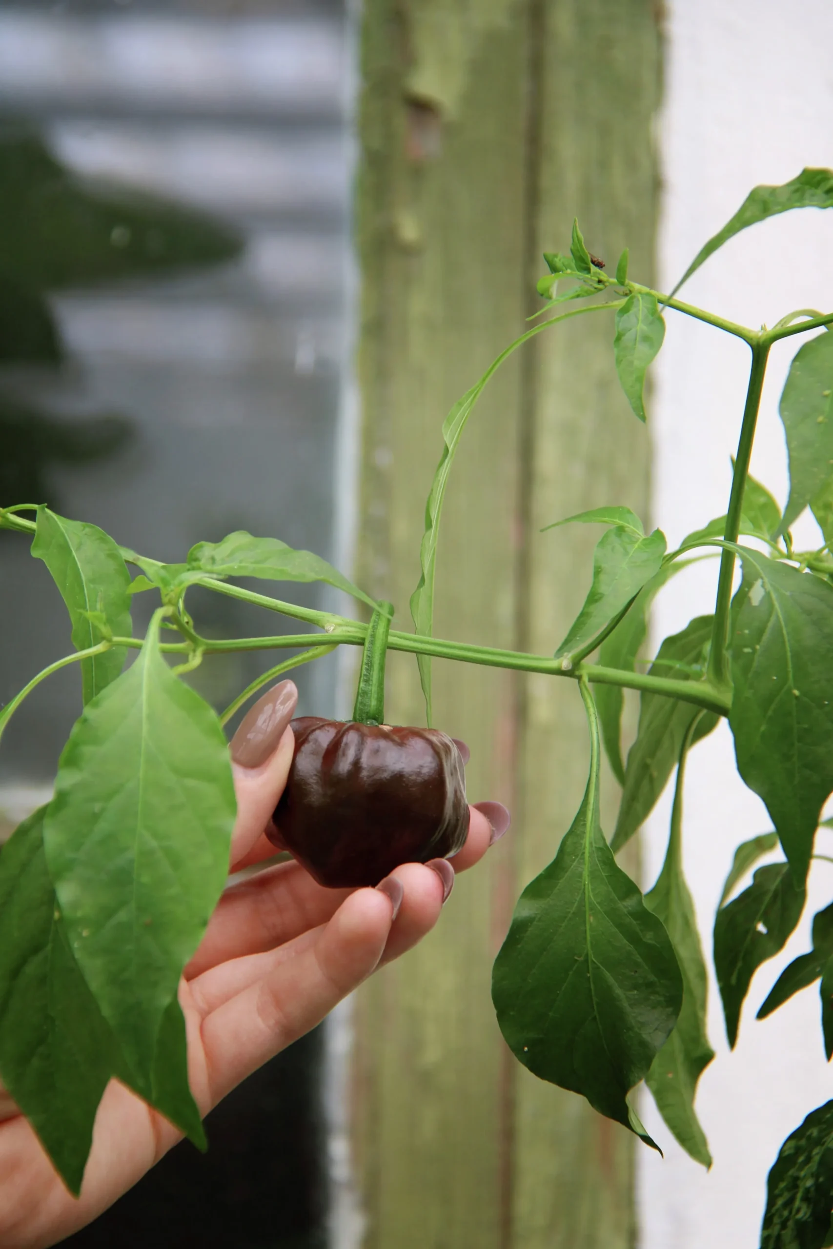 Fröer Nelson Garden Havannapeppar Habanero Brun