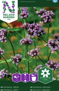 Fröer Nelson Garden Jätteverbena
