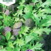 Fröer Nelson Garden Kål Asiatisk mix