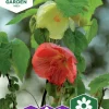 Fröer Nelson Garden Klockmalva