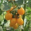 Fröer Nelson Garden Körsbärstomat Golden Pearl F1 Hög