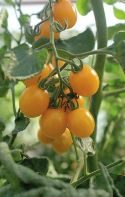 Fröer Nelson Garden Körsbärstomat Golden Pearl F1 Hög