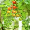 Fröer Nelson Garden Körsbärstomat Honeycomb F1 Hög