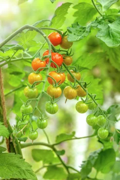 Fröer Nelson Garden Körsbärstomat Honeycomb F1 Hög
