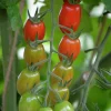 Fröer Nelson Garden Körsbärstomat Krebs Linea Hög