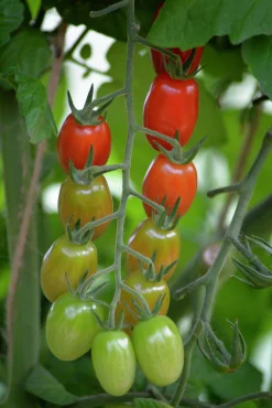 Fröer Nelson Garden Körsbärstomat Krebs Linea Hög