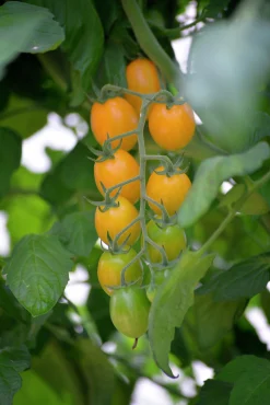 Fröer Nelson Garden Körsbärstomat Krebs Mandarina Hög