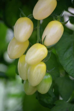 Fröer Nelson Garden Körsbärstomat Krebs White Hög