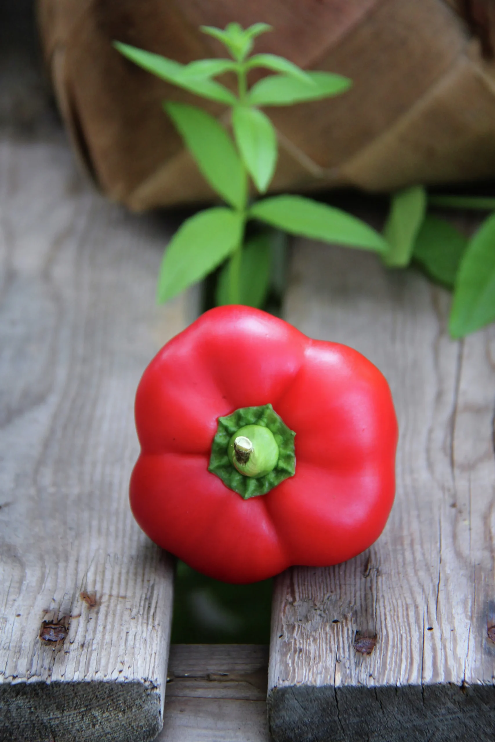 Fröer Nelson Garden Krukpaprika Kobold F1