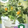 Fröer Nelson Garden Kruktomat Twiggy Orange F1 Hydroponisk