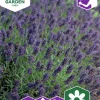 Fröer Nelson Garden Lavendel